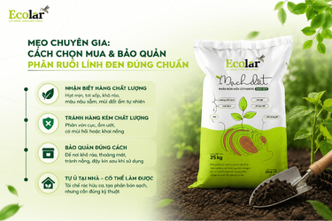 ao-quan-phan-ruoi-linh-den-dung-chuan_b156ab72fdf44e6d9b1954625cd1b28e (1).png