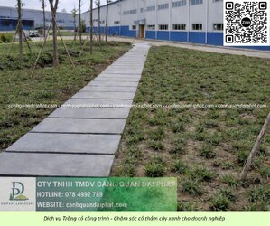 Trồng cỏ Đồng Nai 020526 4.jpg