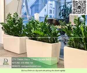 Chăm sóc cây xanh văn phòng 300526 2.jpg Chăm sóc cây xanh văn phòng 300526 2.jpg