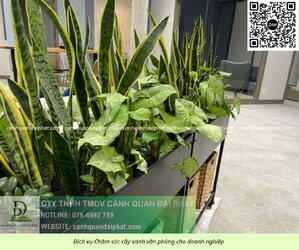 Chăm sóc cây xanh văn phòng 300526 4.jpg Chăm sóc cây xanh văn phòng 300526 4.jpg