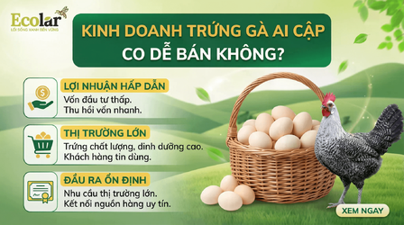 kinh-doanh-trung-ga-ai-cap-co-de-ban-khong-cach-tim-dau-ra-hieu-qua_e5673916c7774ca9af94f697ef...png