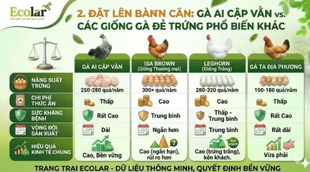 s-cac-giong-ga-de-trung-pho-bien-khac_daf9f8b4692f44e59fd577a530536905 (1).png