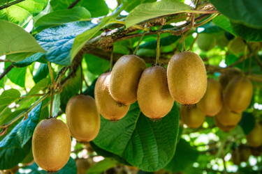 kiwi.png