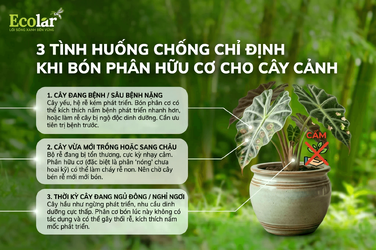 3 phân.png