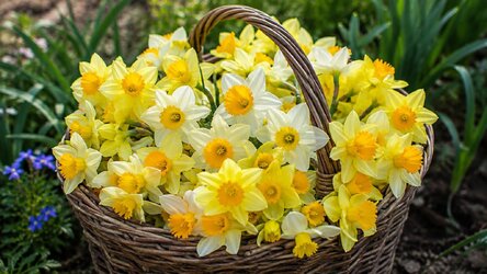 Daffodils Flowers.jpg
